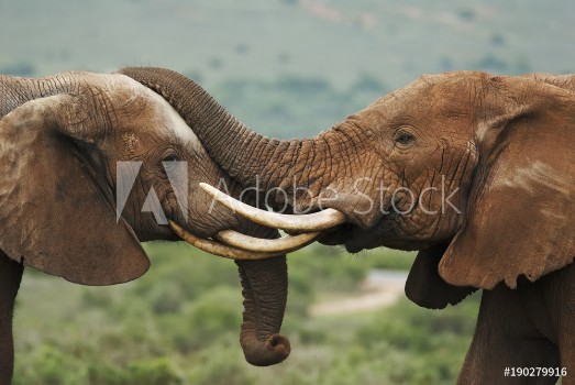 Picture of African Elephant Loxodonta africana South Africa